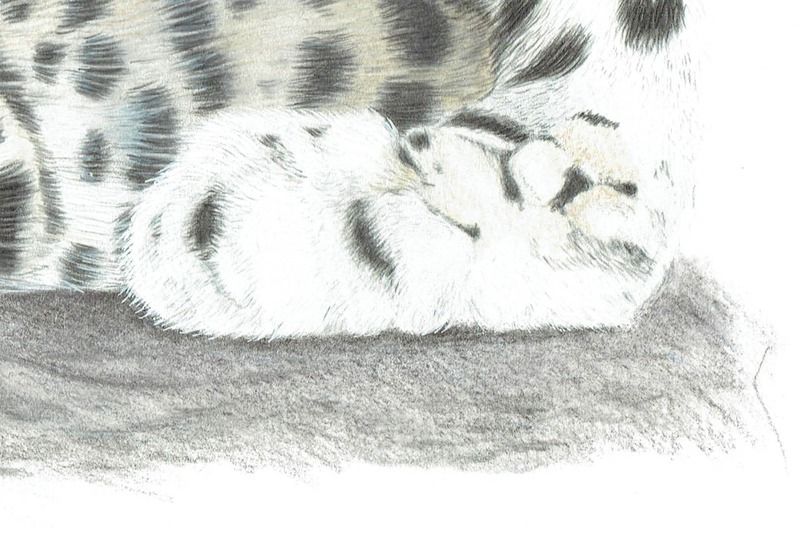 paw_zpsovpburdl.jpg